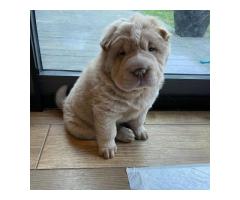 Purebred Chinese Shar Pei Puppies For Sale
