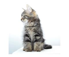 Siberian kittens for adoption. Get your Siberian Cat now