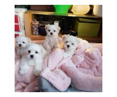 Adorable outstanding Maltese puppies ‪+1‪(734) 335-0571‬