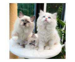 We have been raising Ragdoll kittens for sale for almost 10 years.