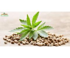 BC Seeds Is A Reputable And Reliable Weed Seed Bank - You Can Buy High-Quality Seeds Online