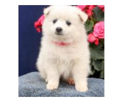 MALES AND FEMALES AMERICAN ESKIMO PUPPY FOR SALE