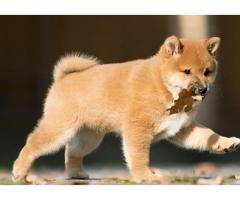 Shiba inu Puppies For Sale