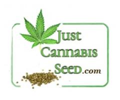 Buy Cheap, Top Shelf Cannabis Seeds.