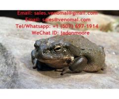 Colorado River Toad Venom For Sale