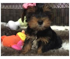 Smart Male and Female Yorkie Puppies