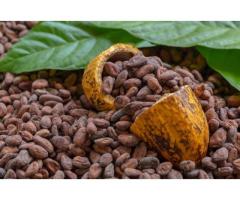 The history of cocoa from payment method to xcao token