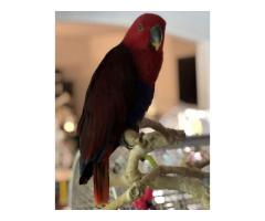 Eclectus Parrot Chelsea