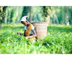 Best CTC Tea Gardens For Sale in North Bengal and Assam