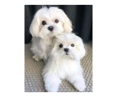 Buy Best Puppies from Pure Breed