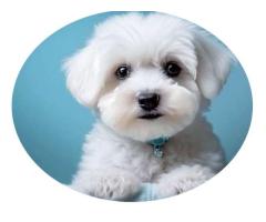 Purchase Registered & Best Maltese Puppies