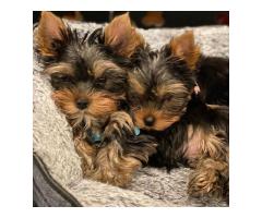X-MAS Yorkie puppies for sale
