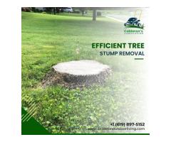 Expert Tree Stump Removal Services in San Diego - Remove Stumps Efficiently
