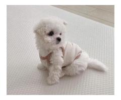 Maltese Puppies For Sale Today