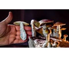 Pychedelics, magic mushrooms ,mushroom capsules , psilocybin mushrooms