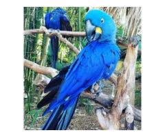 Adorable Hyacinth Macaws for Sale
