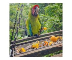 Buffon/Great Green Macaw for Sale