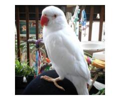 Buy ARA – Parakeet Parrot