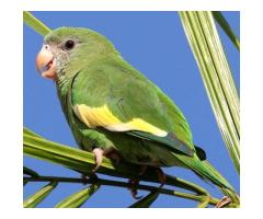 Buy Canary-Winged Parakeet